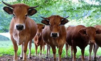 Los rodeos de ganado bobino contribuyen con sus emisiones de gases al efecto invernadero.