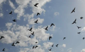 Los surcoreanos estuvieron persiguiendo a las aves por tres horas