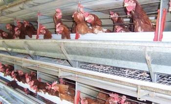 Las gallinas ponedoras fueron las más afectadas por la ola de calor, en algunos predios murió hasta el 50% de los animales.