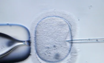 Un grupo de profesionales promovió un recurso de amparo para cubrir tratamientos de infertilidad