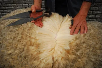 En el negocio ovino influyen varias cosas: la señalada, la finura de la lana, la producción de carne y el precio de los animales.