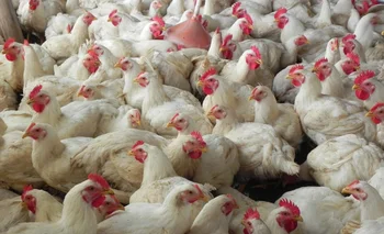 Productores de carne aviar aspiraban a crear una Secretaría de Avicultura en el MGAP.<br>