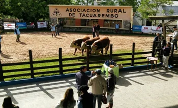 El remate se hará en la Asociación Rural de Tacuarembó.