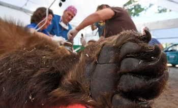La pata de un oso marrón en un zoológico de Alemania mientras los doctores lo revisan