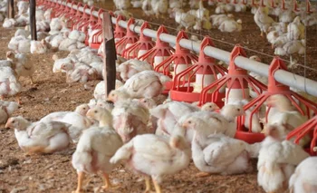 El MGAP procura preservar la condición de país libre de la enfermedad de influenza aviar