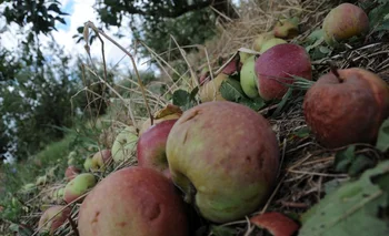 La caída de fruta se produjo sobre todo en manzanos y perales.<br>