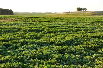 Se estima que el área de soja en Uruguay en esta zafra es de 1,25 millones de hectáreas.
