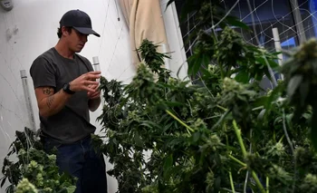Un trabajador en un dispensario de marihuana el pasado 24 de marzo, en Los Angeles