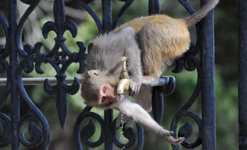Un mono toma agua de una canilla un día de calor en India