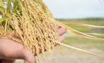 Uruguay atento a un cambio clave para el mejor ingreso de arroz a Perú