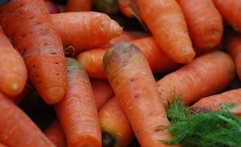 Zanahorias prontas para la comercialización.