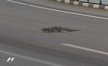El reptil que asustó a Verstappen cruzando la pista de Singapur
