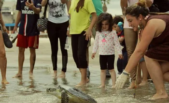 Una de las tortugas marinas afectadas por la Rapana venosa siendo liberada en Piriápolis, luego de su recuperación