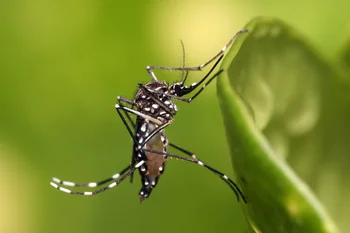 Mosquito aedes aegypti, que transmite el dengue y el chikungunya