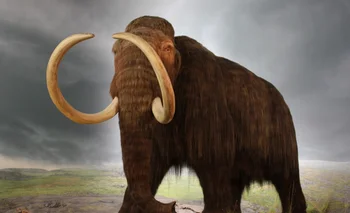 El mamut lanudo será clonado mediante el uso de sus muestras de tejido junto con óvulos de una elefante indio actual