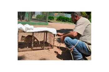 El gato montés de 6 o 7 meses llegó al Zoológico de Durazno el viernes 23 de octubre